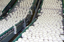 Обеспечение бесперебойного питания технологических линий птицефабрики Обеспечение бесперебойного питания технологических линий птицефабрики